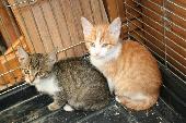 Aj�nd�k kiscic�k Buda�rs�n.